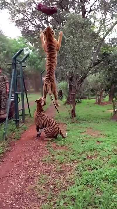 Tiger showcases how high his vertical is