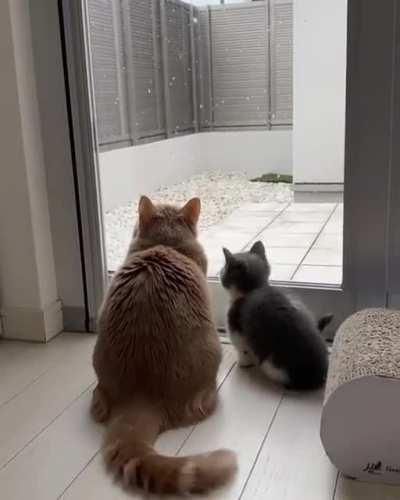 Kitten sees snow for the first time