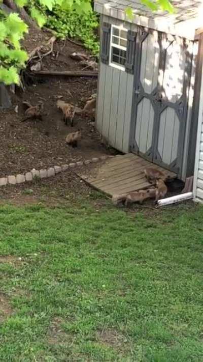 Fox pups playing in my yard