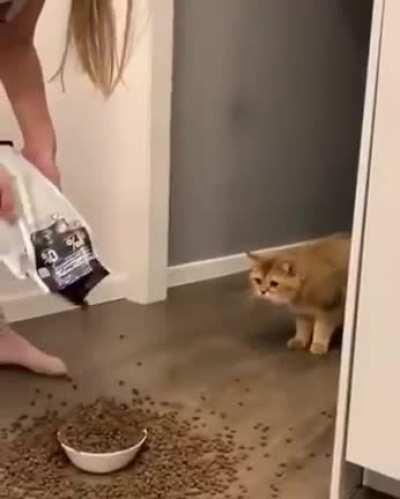 Food scares cat