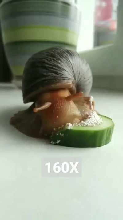 A snail eating at 160x speed