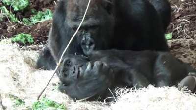 Gorilla Mom tenderly kisses her Son resting in her arms - Lincoln Park Zoo Chicago