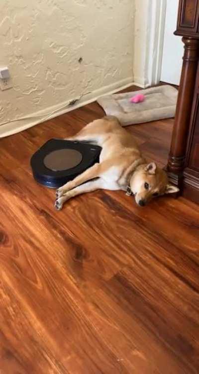 She wasn’t going to let roomba disturb her nap 😂♥️