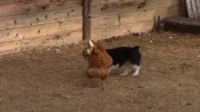 Referee Duck doesn't approve of corgi's unique fighting style