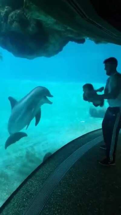 Toddler makes a dolphin laugh🤩