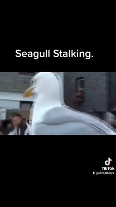 SeaGull Stalking.