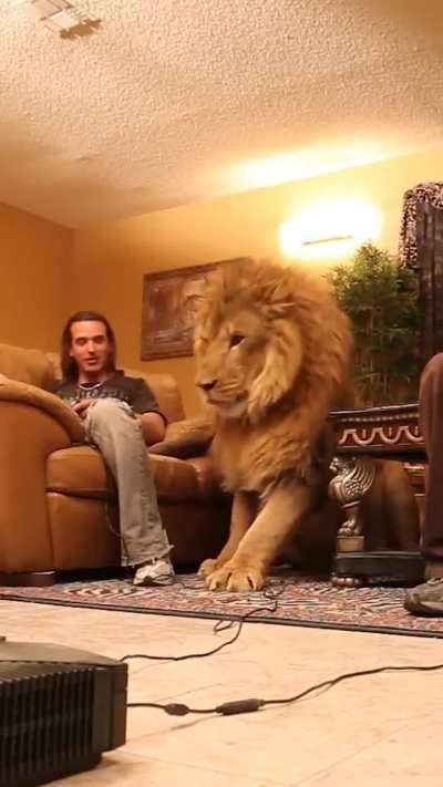 Lion wants to play video games in living room