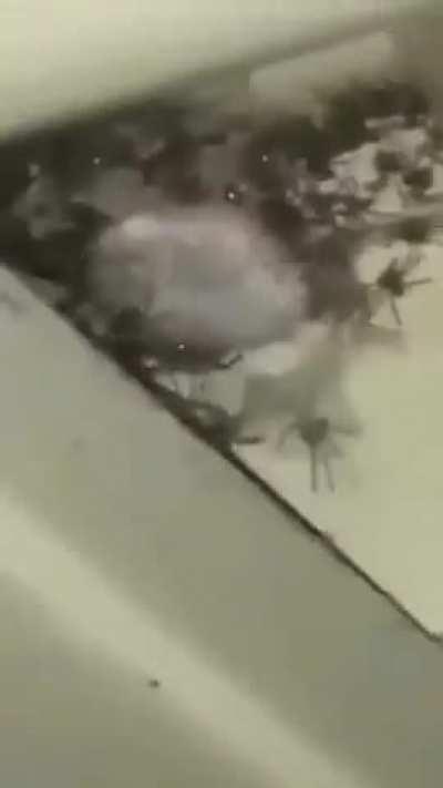 Spideros the Great, defender of the Holy Nest.