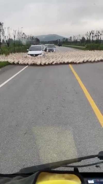 Hundreds of ducks surrounding one particular car