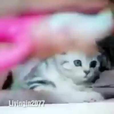 Blursed_cat