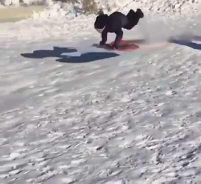 Rare snow scorpion