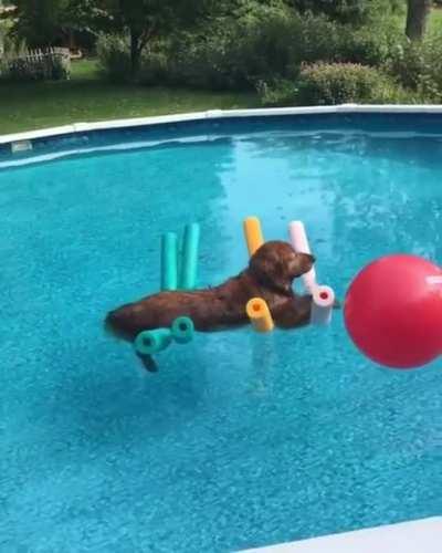 Dog going around a pool, chilling on some pool noodles.