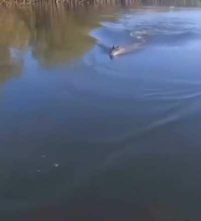 Croc changes his mind while chasing a snack