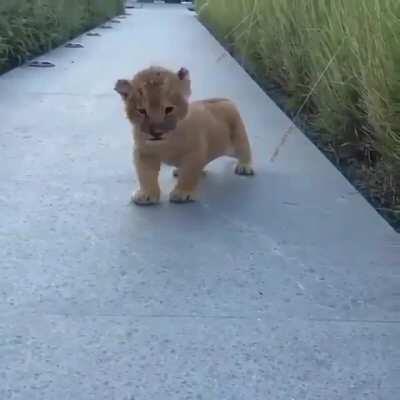 enjoy this baby lion that roared for the first time 🦁