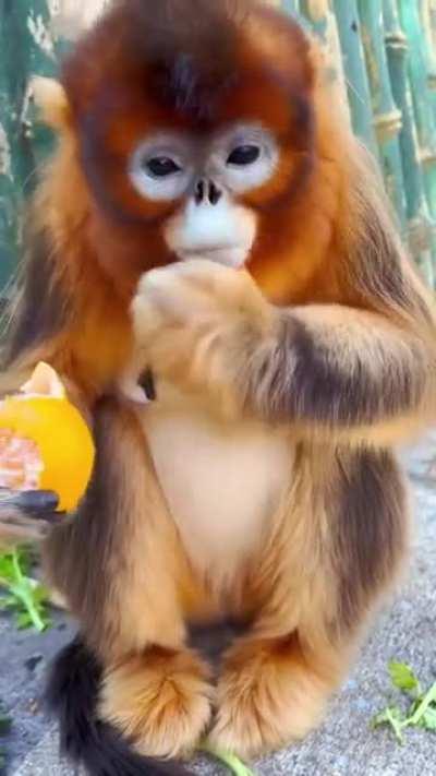 A snub-nosed monkey snacks on an orange 🍊