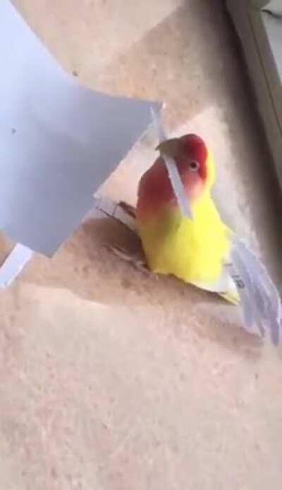 Bird nibbling perfectly straight pieces of paper to spice up its tail feathers.