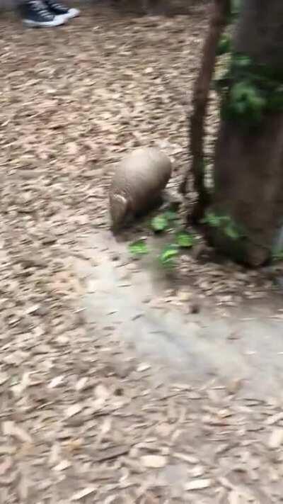 This Armadillo excitingly running around his favorite tree