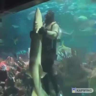 SLOW DANCING WITH A SHARK