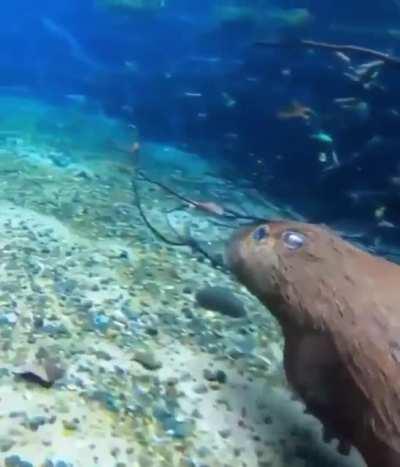 A capybara underwater