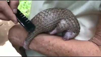 A Pangolin reacts happily to a human grooming it in places it could not reach or take care of it by itself. There are many benefits to humans having opposable thumbs.