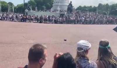 Pigeon chilling during the changing of the guard