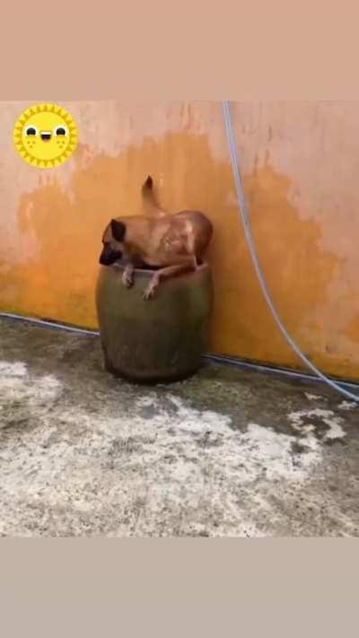 Dog in the pot