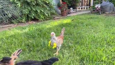 As requested: Video of some of our chickens wearing their t-Rex arms :D