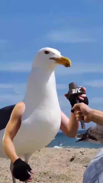 If McGregor was a seagull 