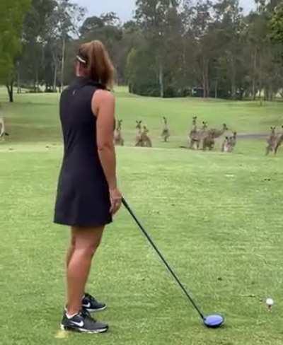 A herd of kangaroos interrupts a golf match in Australia