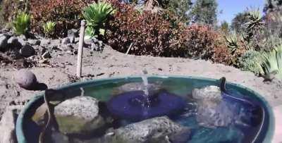 Different types of animals drinking at a water fountain