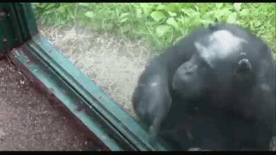 Chimpanzee guides lady to a hole for a sip of Mountain Dew