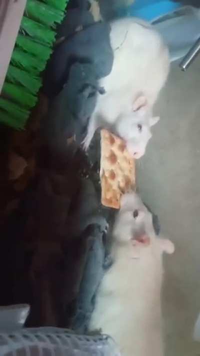 Wunkuses are fighting for the last slice 