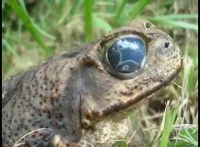 Toad with parasites in its eyes