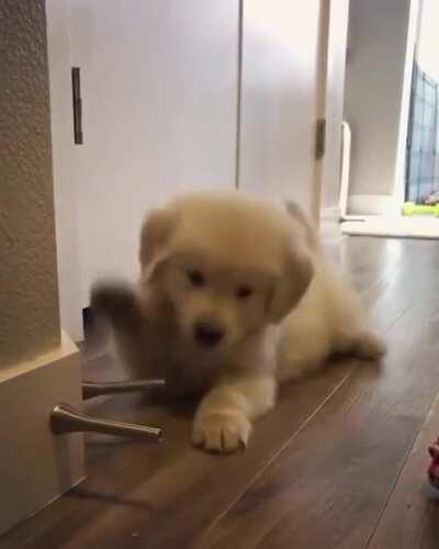 Pupper gets destroyed by evil door boinger