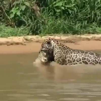 Jaguar hunts down an aquatic predator in it's own turf, a fully-grown Caiman