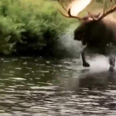 🔥 Massive Bull Moose Trotting Along A River Bank