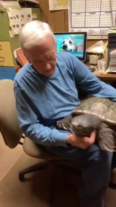 This Man found, raised, and nurturer a Snapping turtle from the time it was the size of a thumb nail. Now it's a big softy.