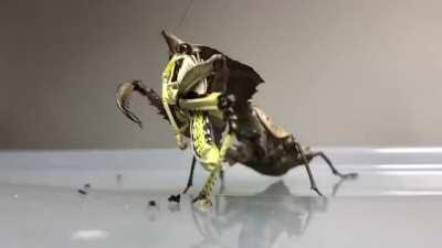 Time-lapse of a Praying Mantis eating a whole Locust (3 hours in 1:30 minutes)