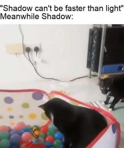 Shadow da cat