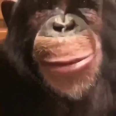 Maybe just me, but this monkey eating ice cream is calming