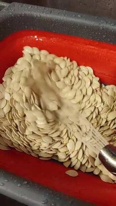 Rinsing pumpkin seeds