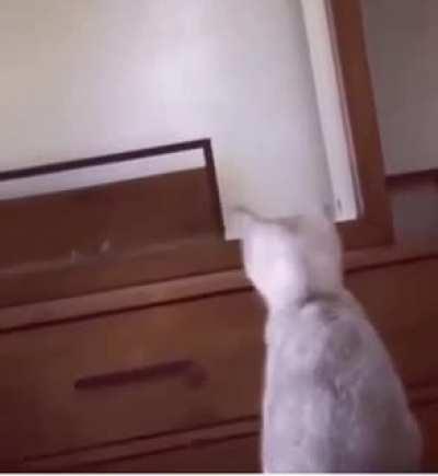 Cat notices their ears in the mirror. Upon seeing their own reflection, realizes they were her ears. Then further investigate what they look like