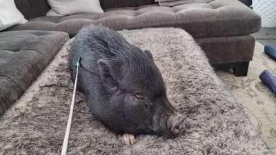 Pig scratcher