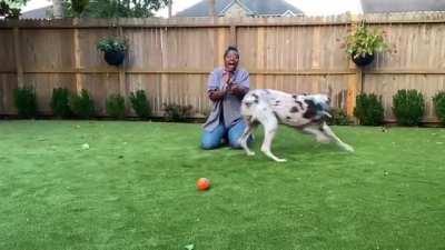 Great Dane Zoomies