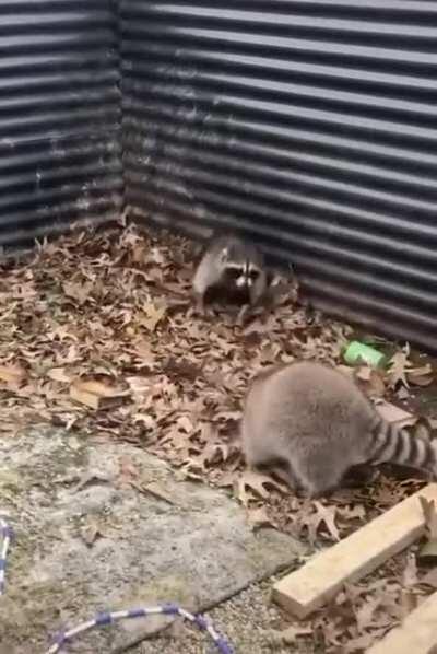 🔥 Raccoons adorably playing behind someone’s house 🔥