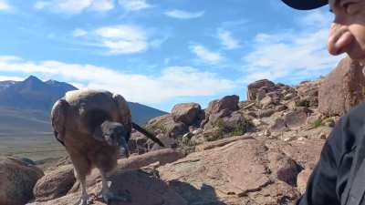 Turistas hacían trekking en El Chaltén y un cóndor se robó el show