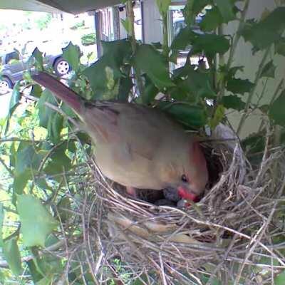 Another morning on the nest