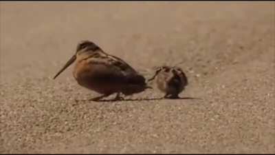 just some chonky borbs dancing to some music