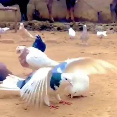 🔥 Pigeon Backflip