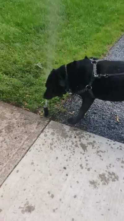 My friends very hyped up bulldog black lab mix getting pissed at some sprinklers. Thought it might brighten up your day.